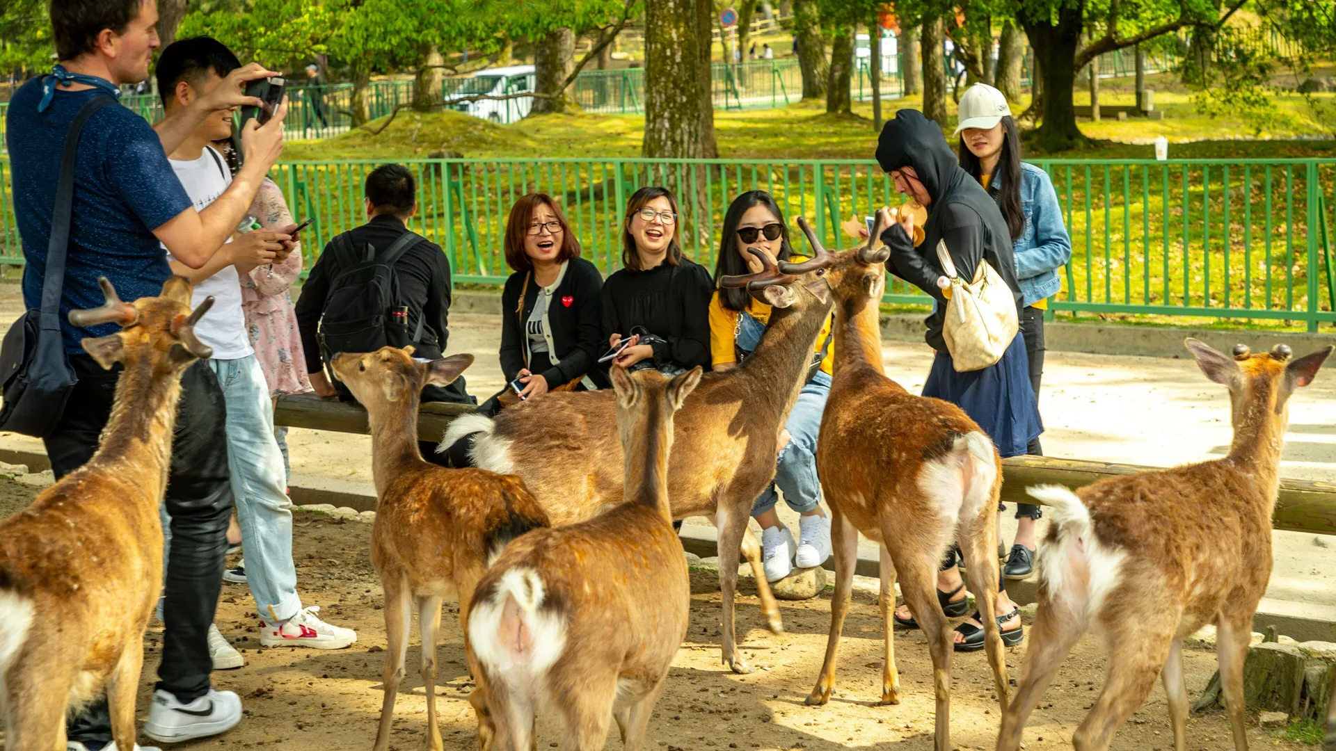 奈良公園日帰りツアー — photo 1 of 7