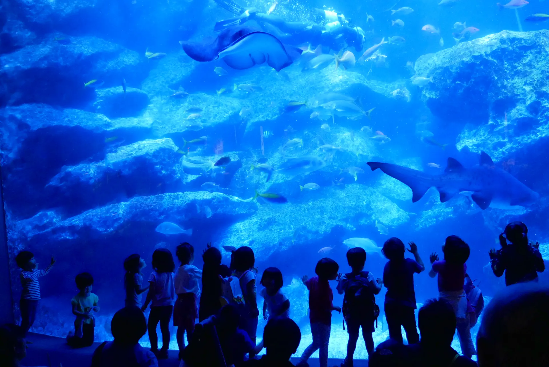 すみだ水族館 — photo 1 of 6